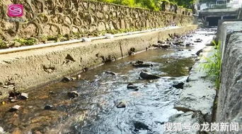 魚游蟹藏，水清岸綠 吉華水污染治理成效顯著，黑臭現象一去不復返